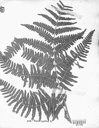 Pteridium aquilinum subsp. aquilinum image